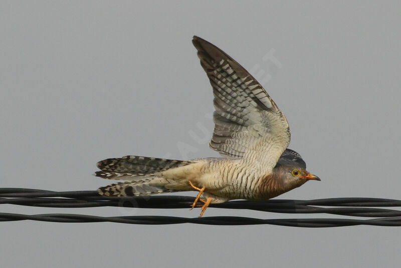 Red-chested Cuckoo, Flight