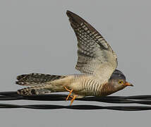 Red-chested Cuckoo