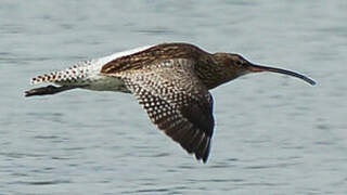 Eurasian Curlew