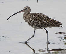 Eurasian Curlew