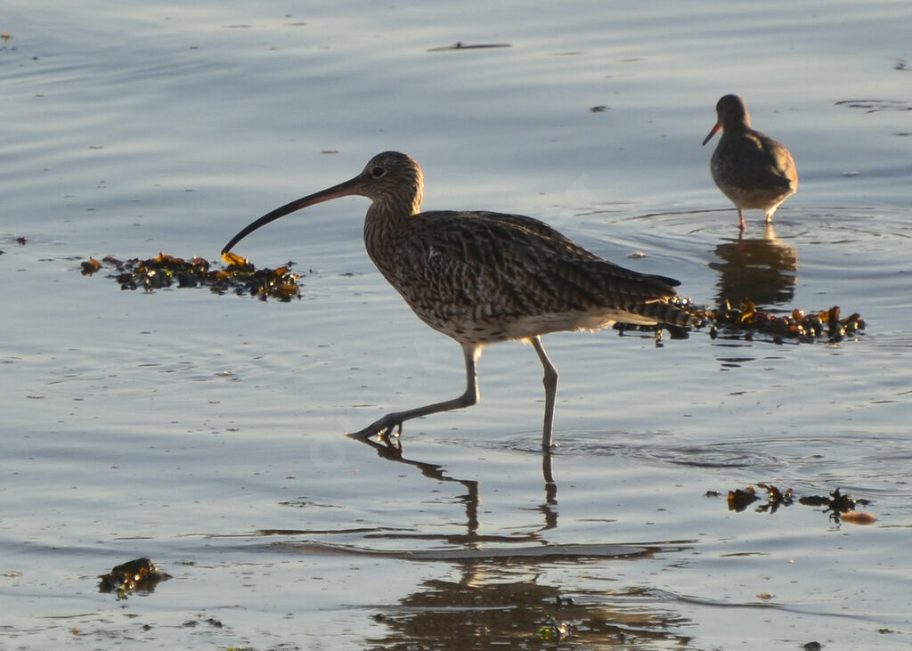 Eurasian Curlew