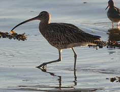 Eurasian Curlew