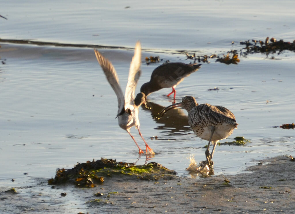 Eurasian Curlew, Behaviour