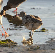 Eurasian Curlew