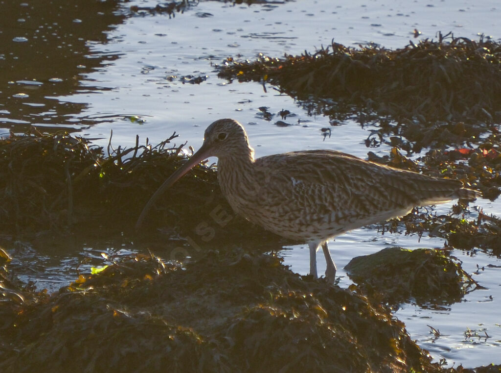 Eurasian Curlew