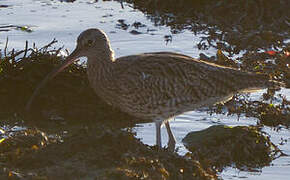 Eurasian Curlew