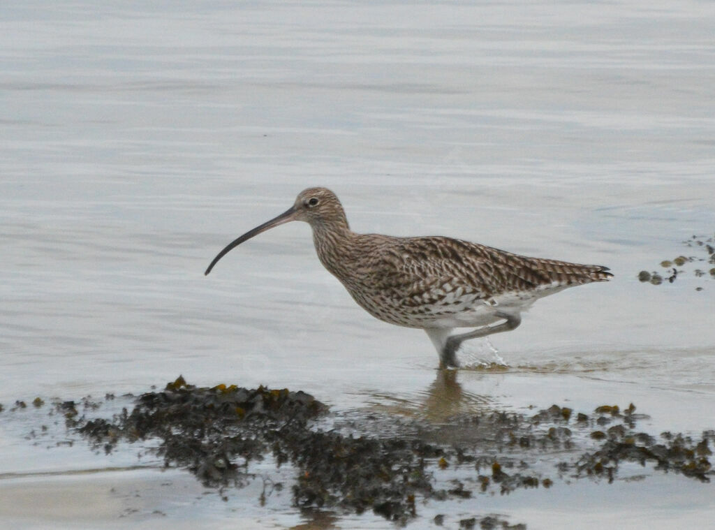 Eurasian Curlewadult post breeding