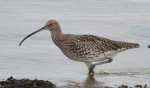 Eurasian Curlew