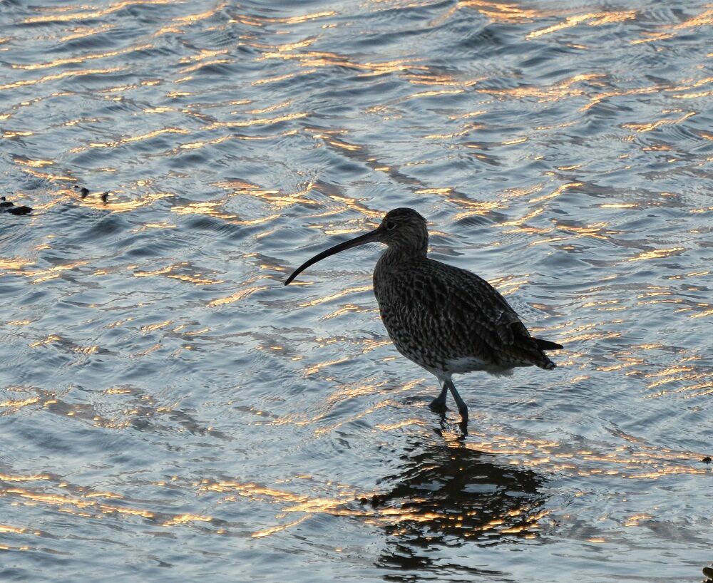 Eurasian Curlew