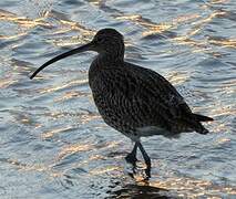 Eurasian Curlew