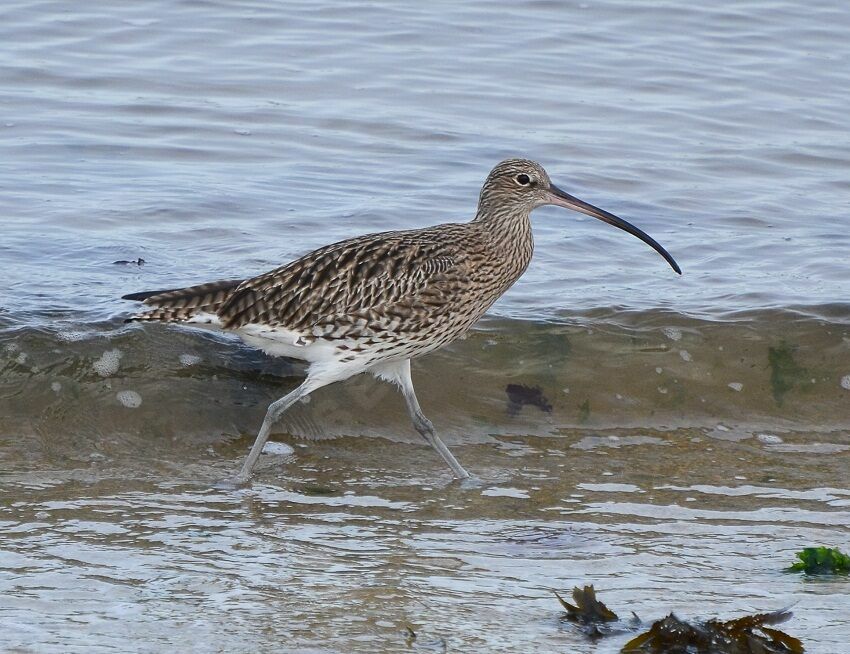 Eurasian Curlewadult, identification