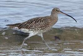 Eurasian Curlew