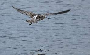 Eurasian Curlew