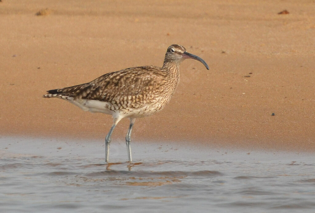 Eurasian Whimbrel, identification