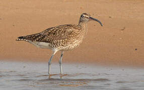 Eurasian Whimbrel