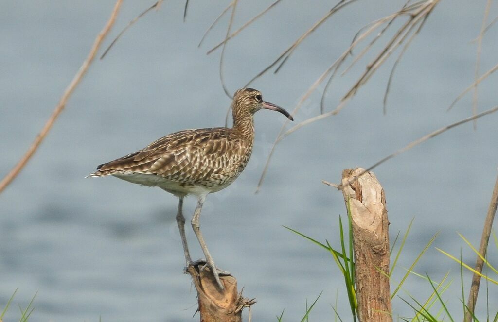 Eurasian Whimbreladult, identification