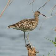 Eurasian Whimbrel