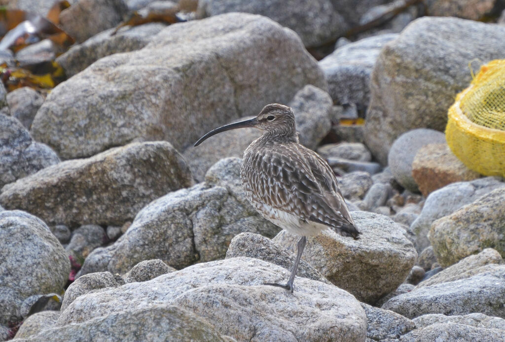 Courlis corlieuadulte, identification