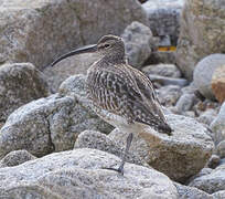 Eurasian Whimbrel