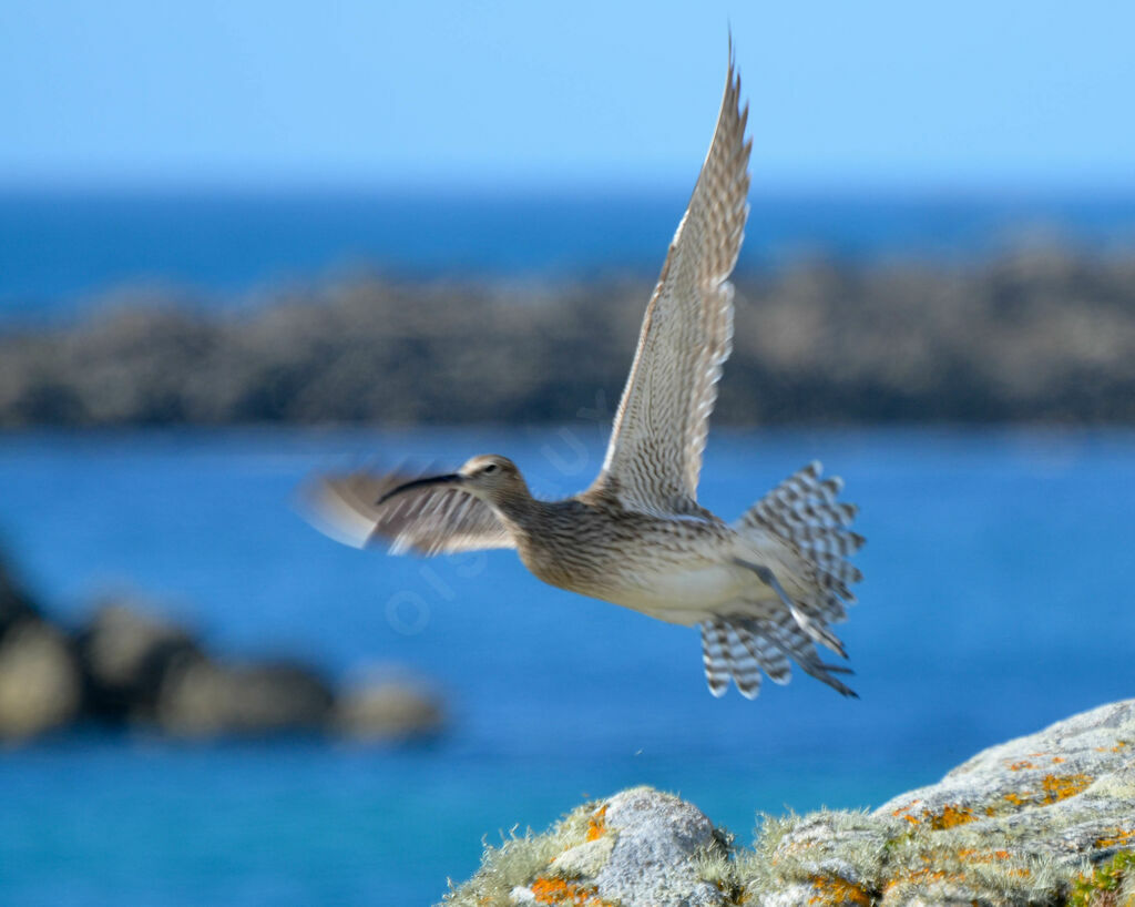 Whimbreladult, Flight