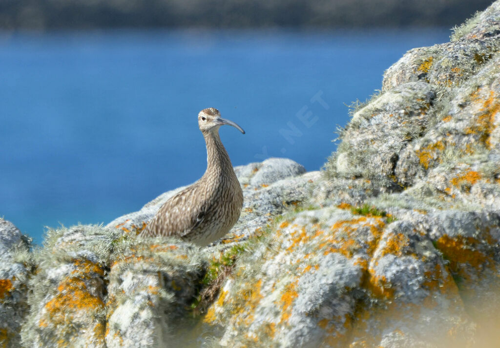 Eurasian Whimbreladult