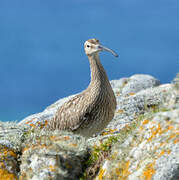 Eurasian Whimbrel