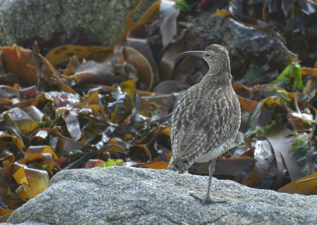 Whimbreladult