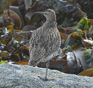 Eurasian Whimbrel