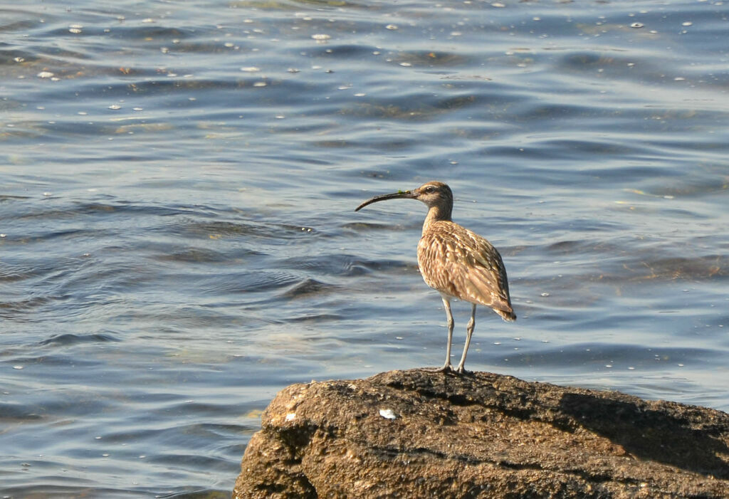 Eurasian Whimbreladult