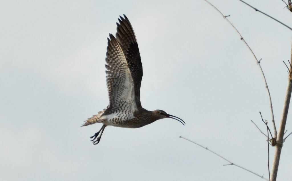 Whimbrel