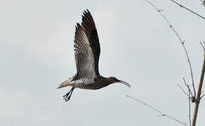 Eurasian Whimbrel