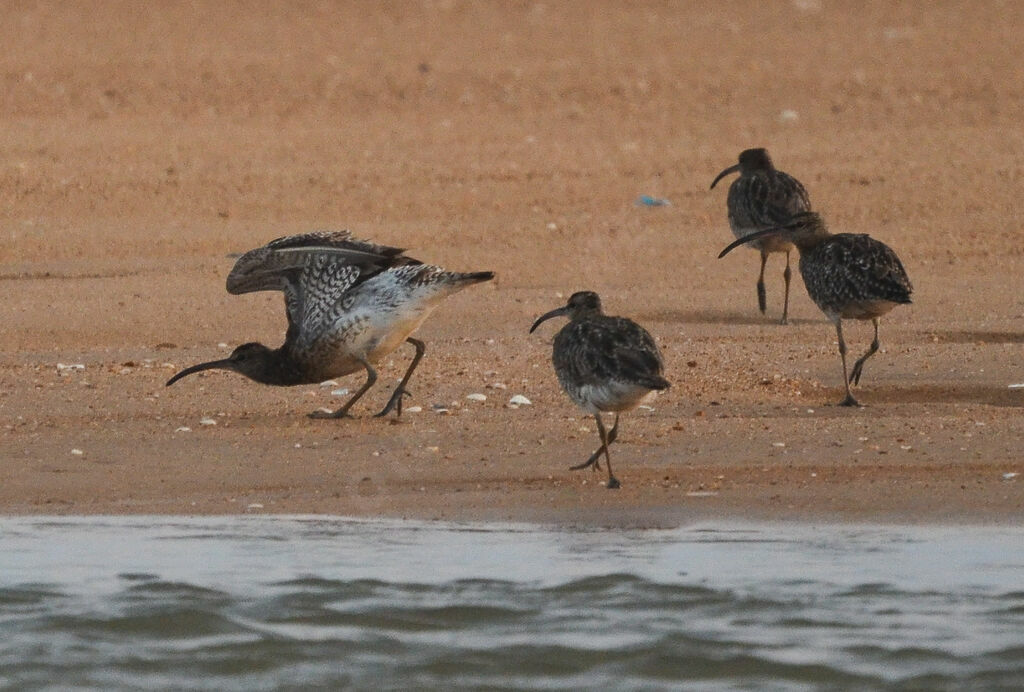 Eurasian Whimbreladult