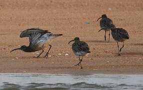 Eurasian Whimbrel