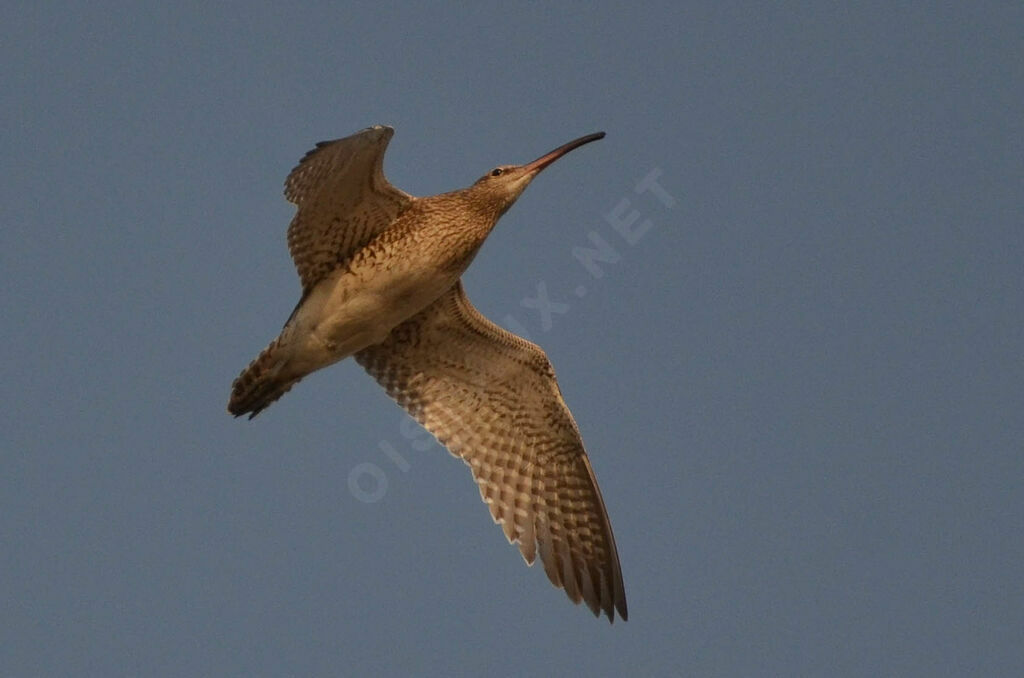 Eurasian Whimbreladult, identification, Flight