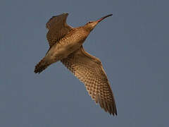 Eurasian Whimbrel