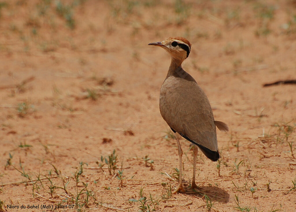 Temminck's Courseradult