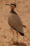 Temminck's Courser