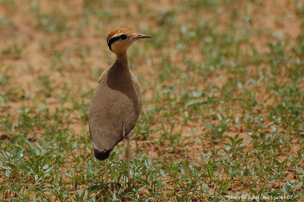 Temminck's Courseradult