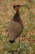 Temminck's Courser