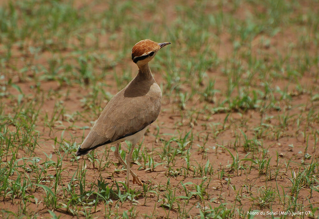 Temminck's Courseradult