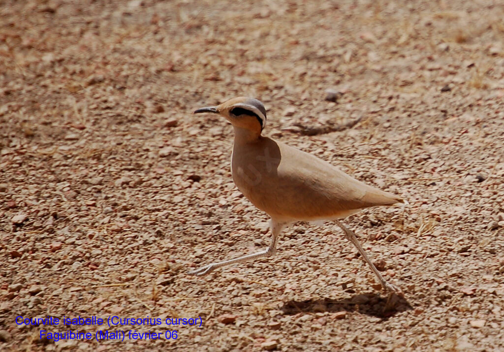 Cream-colored Courseradult