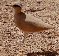 Cream-colored Courser