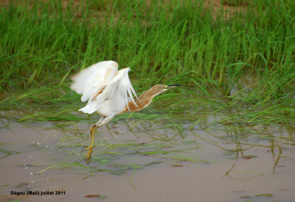 Squacco Heronadult, Flight