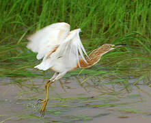 Squacco Heron