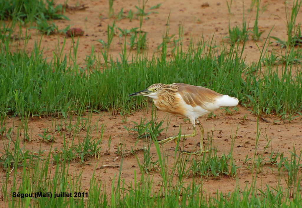 Crabier cheveluadulte, identification