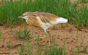 Squacco Heron