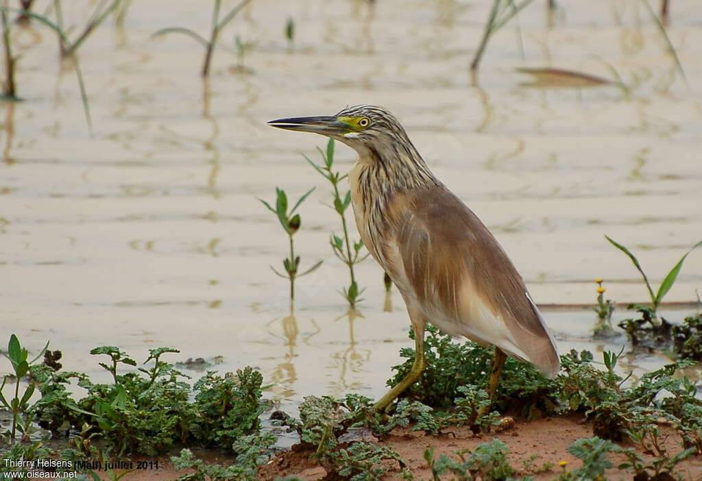 Squacco Heronadult post breeding, identification