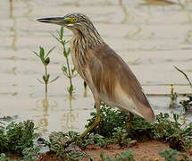 Squacco Heron