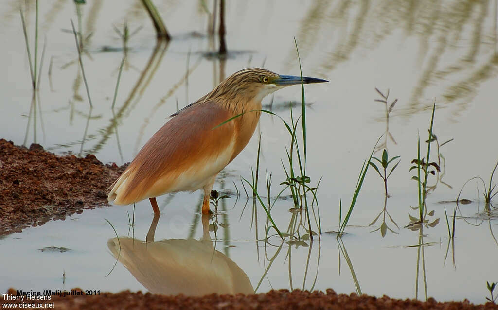 Crabier cheveluadulte nuptial, identification