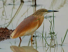 Squacco Heron